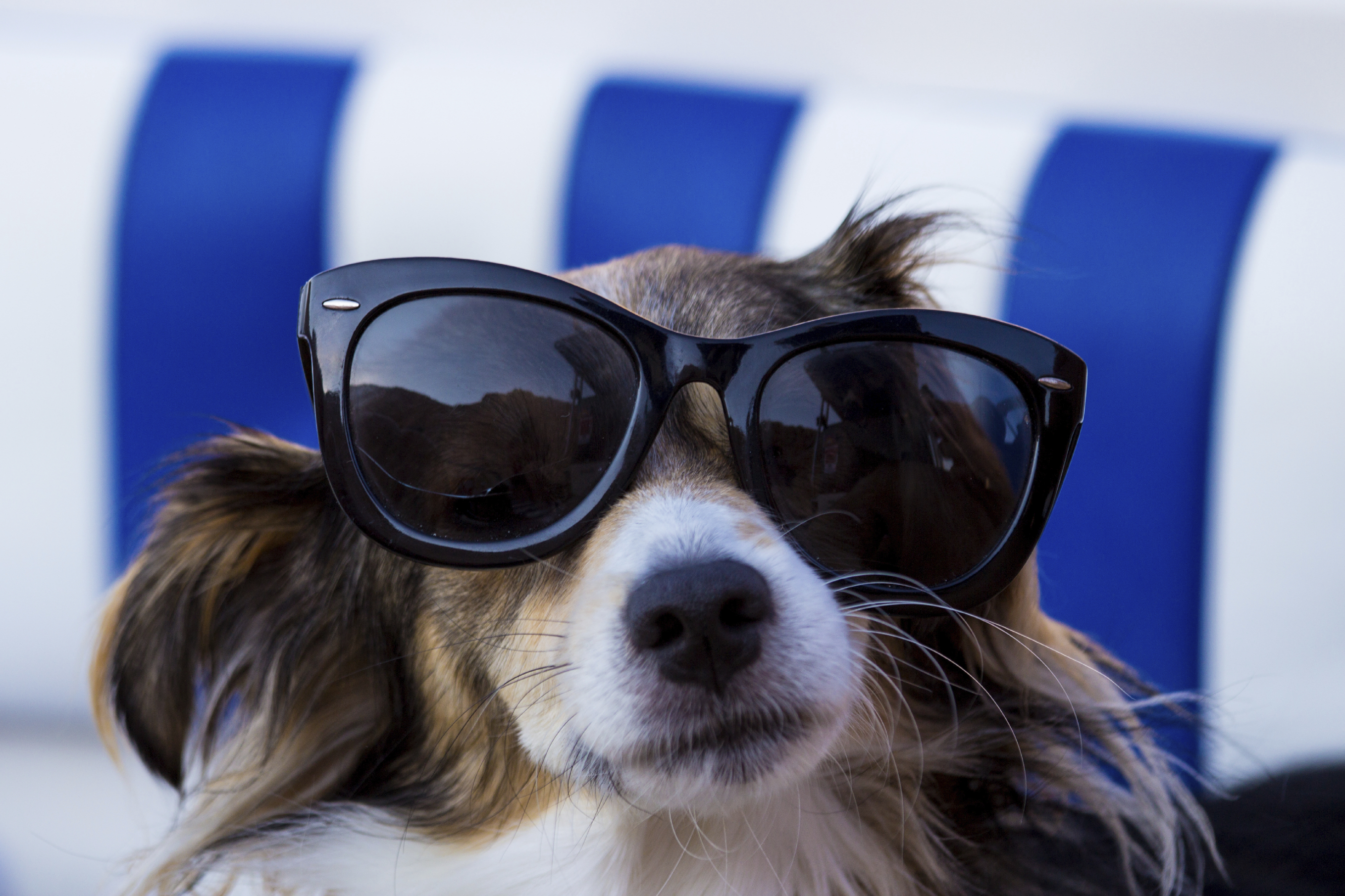 Dogs wearing a pair of sunglasses Beyond Indigo Pets