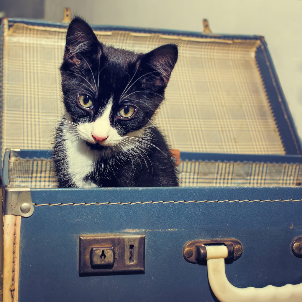 Top 5 Tips for Flying With Your Cat Beyond Indigo Pets Blog Beyond
