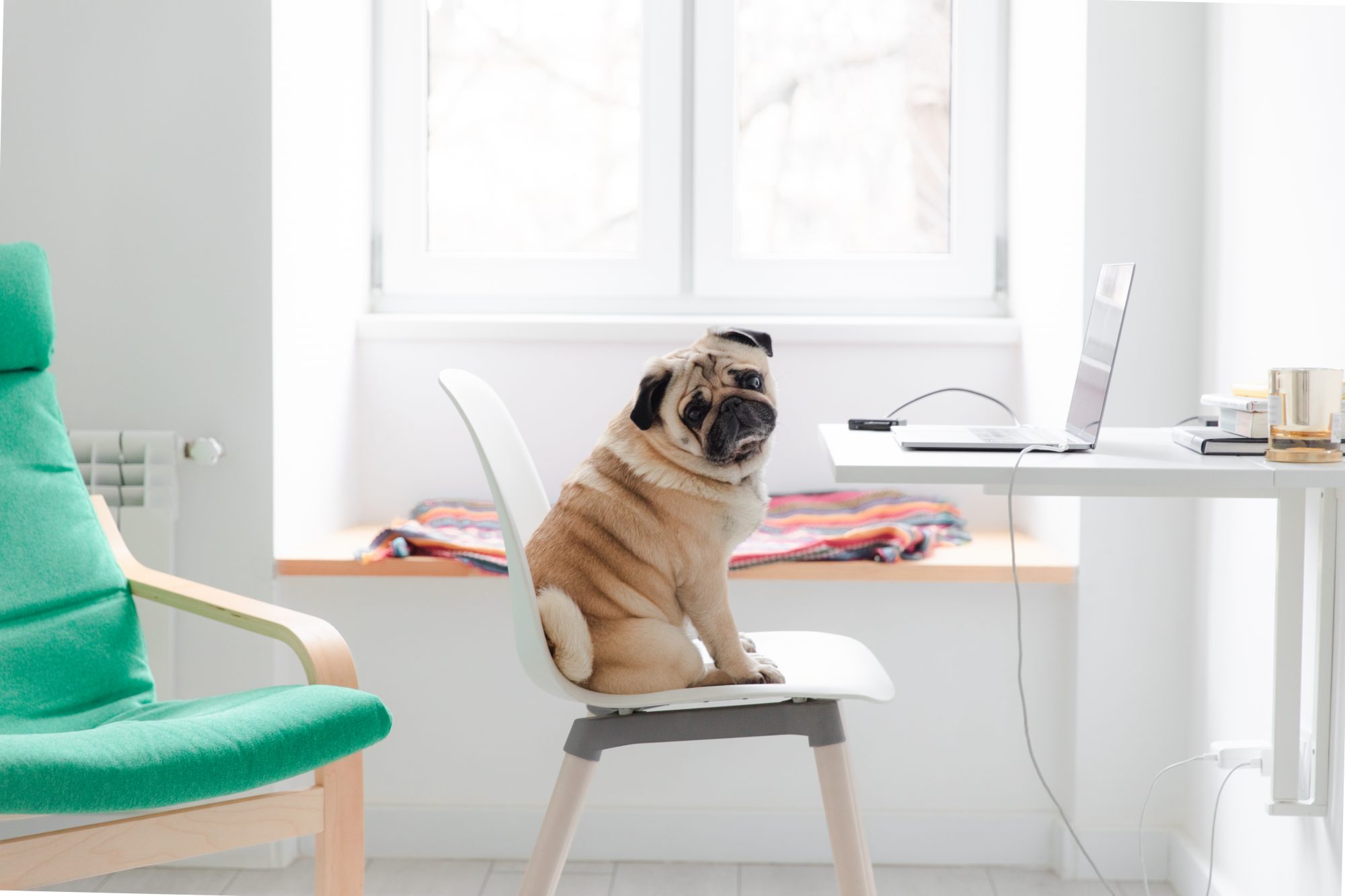 A dog sits on an office chair in front of a computer