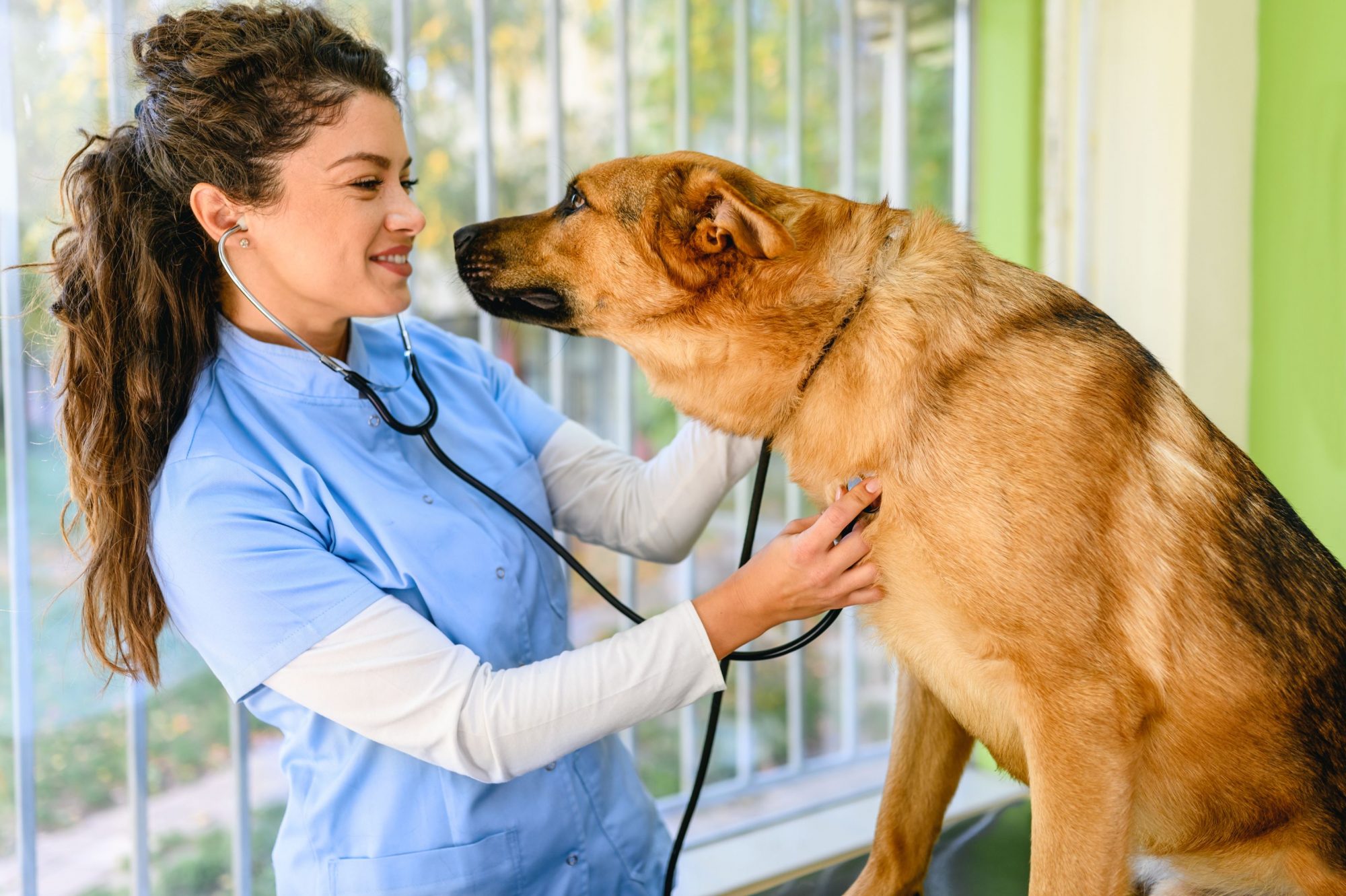 A veterinarian with a dog patient.