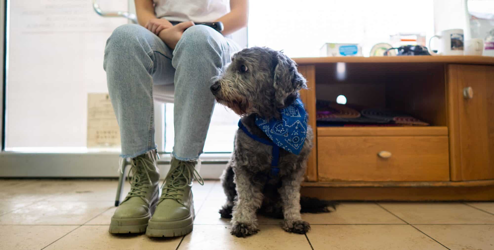 A dog sitting with his owner.