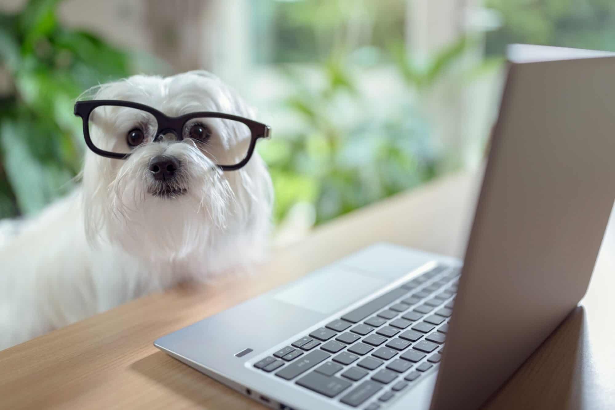 A cute dog in glasses sitting in front of a computer.