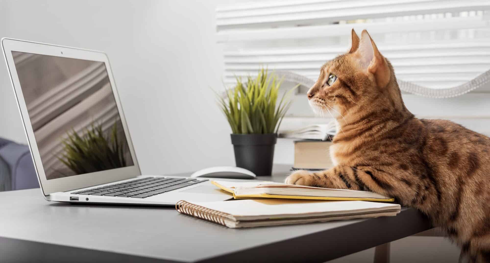 A cat sitting at a computer.