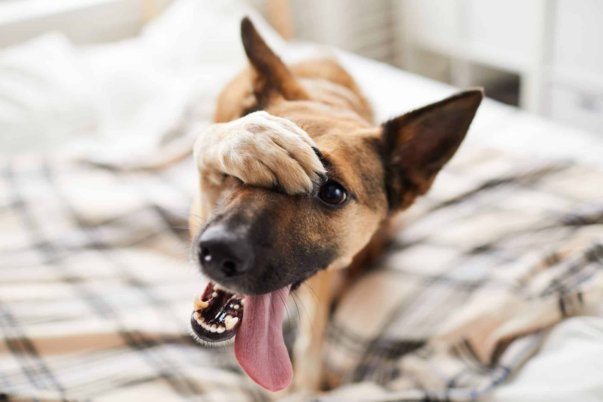 A dog covering his eyes.