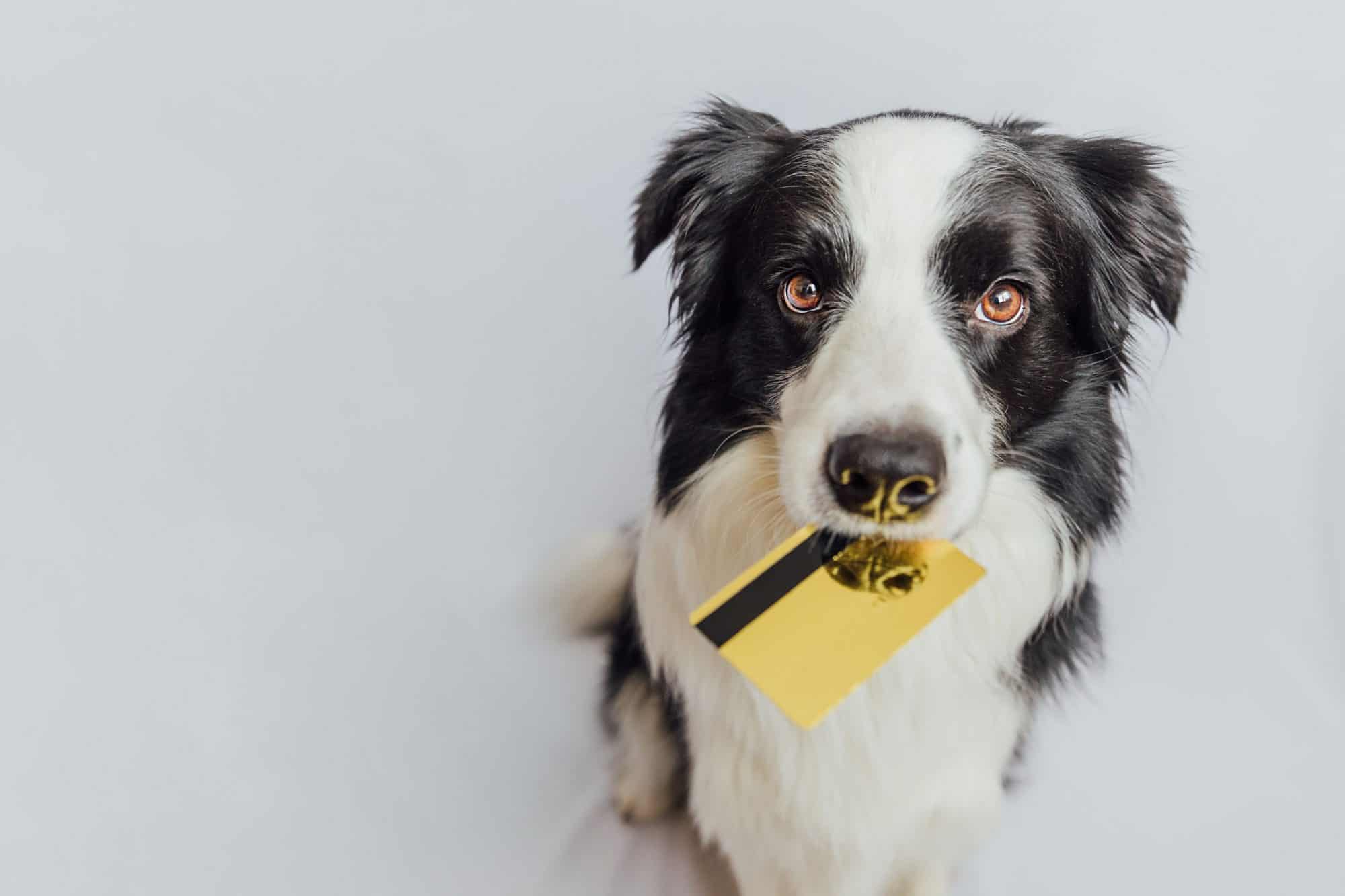 A dog holding a credit card.