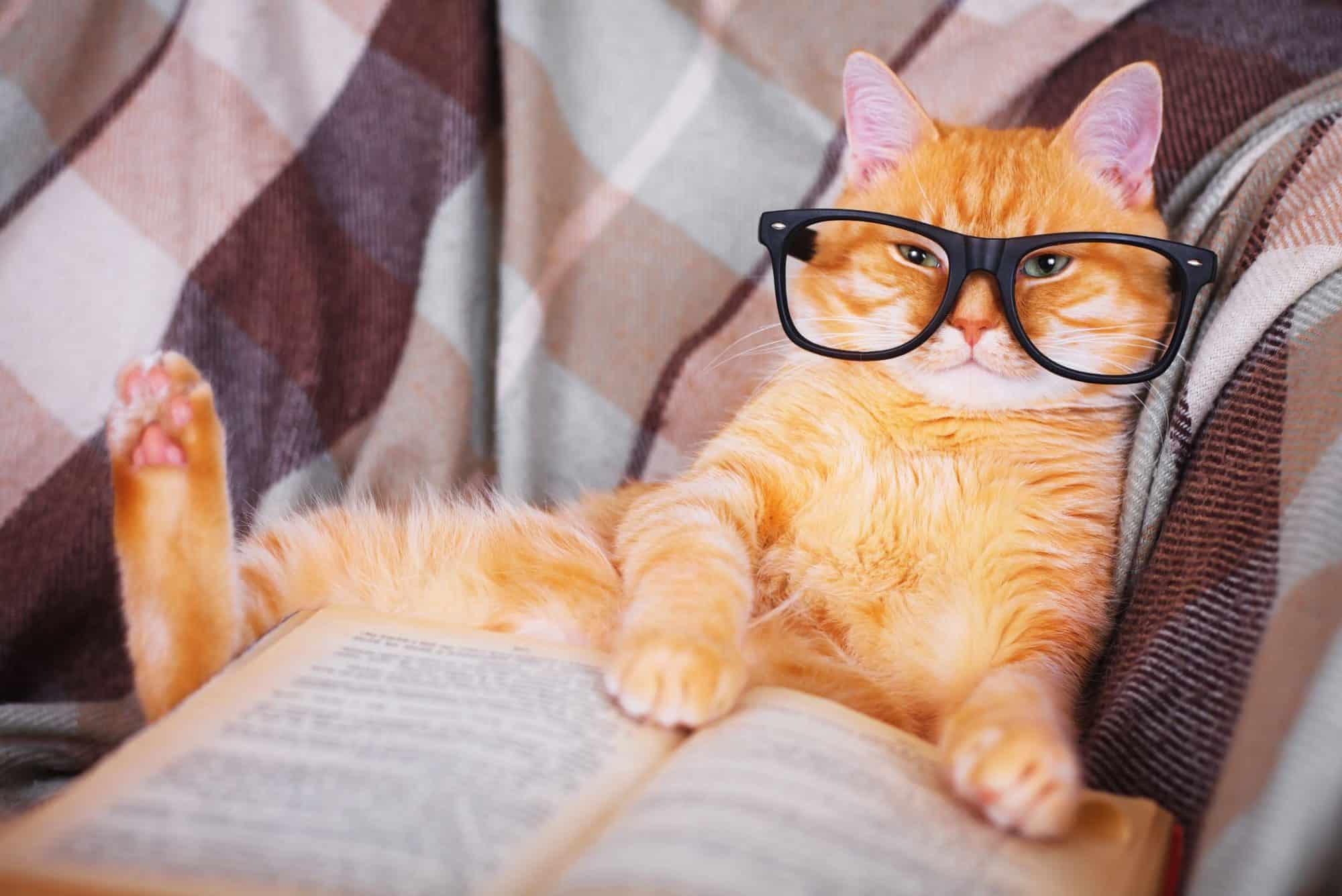 A cat in glasses reading a book.