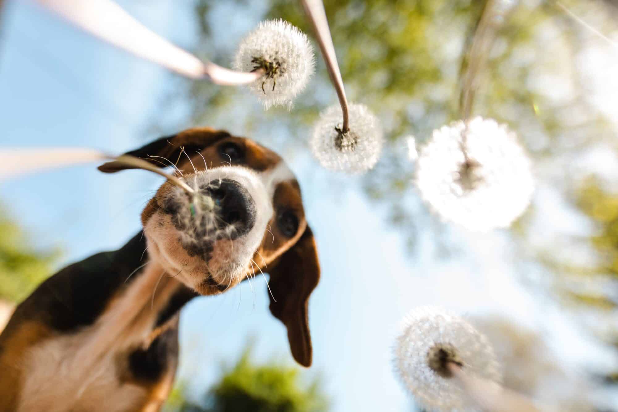 A dog sniffing some plants.