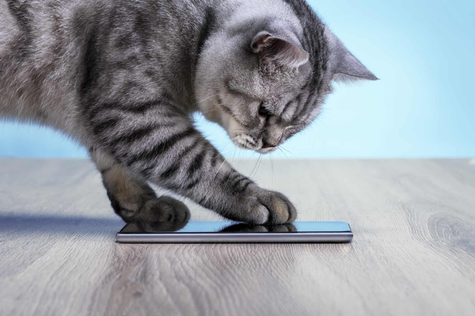 A cat playing on a phone.