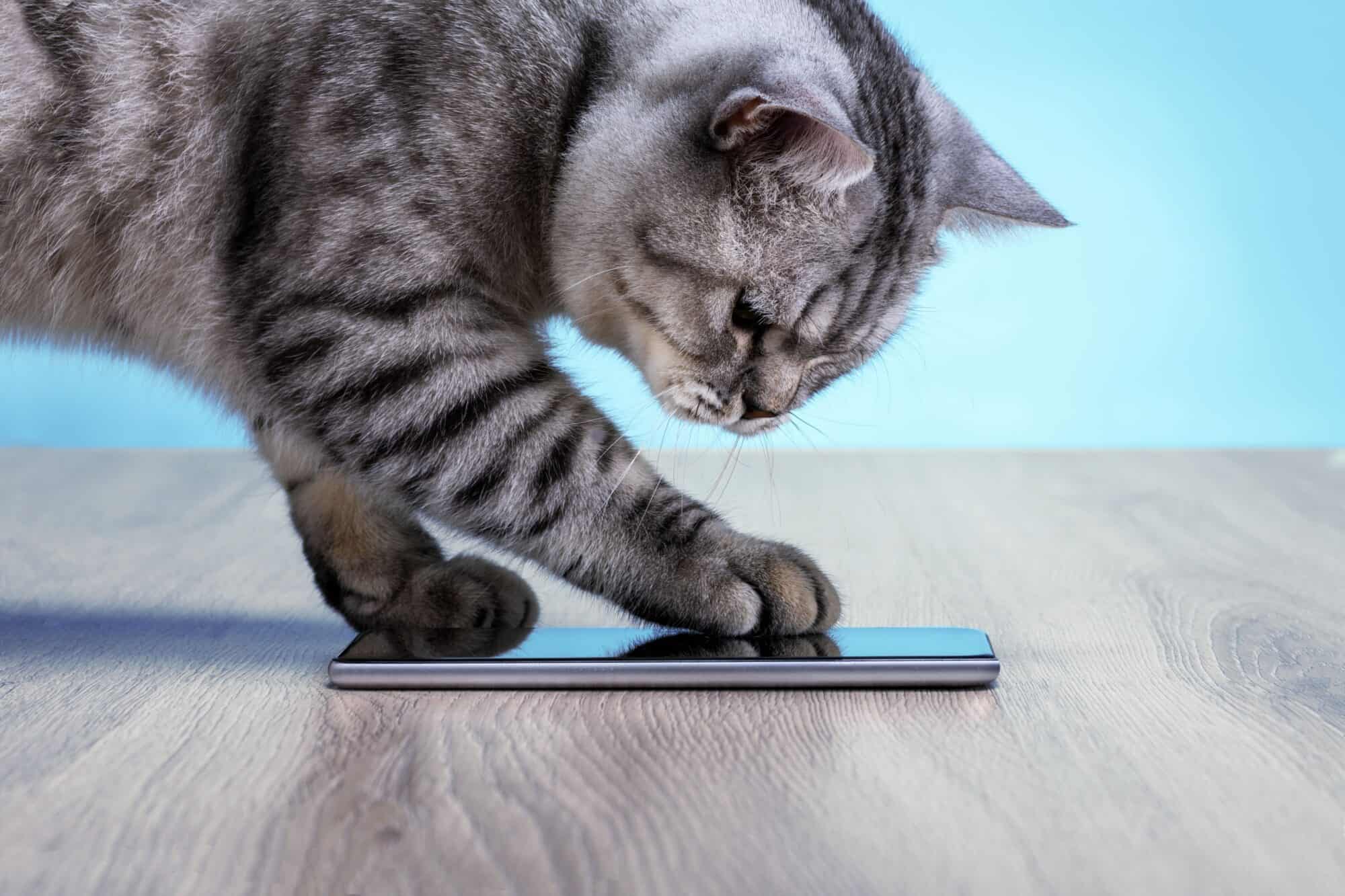 A cat plays on a smart phone.