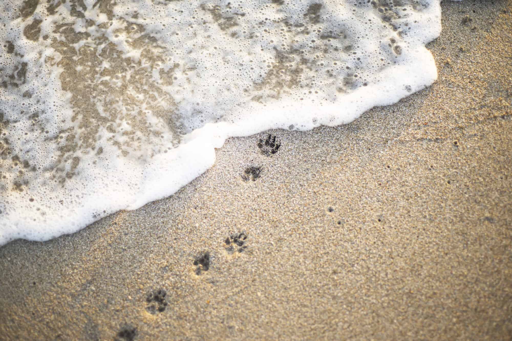 Paw prints on the beach.