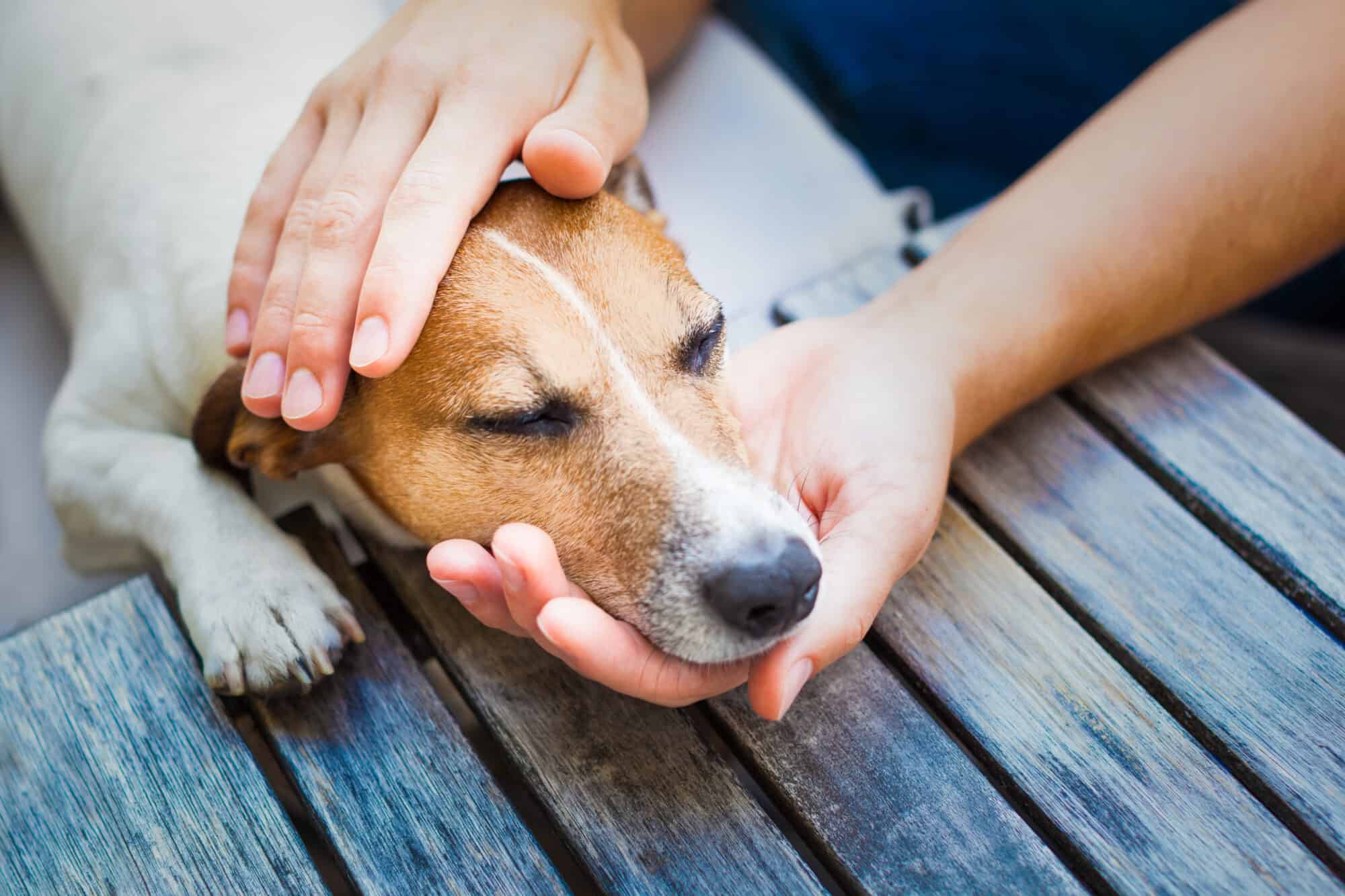 A pet owner cradles his pet's head.