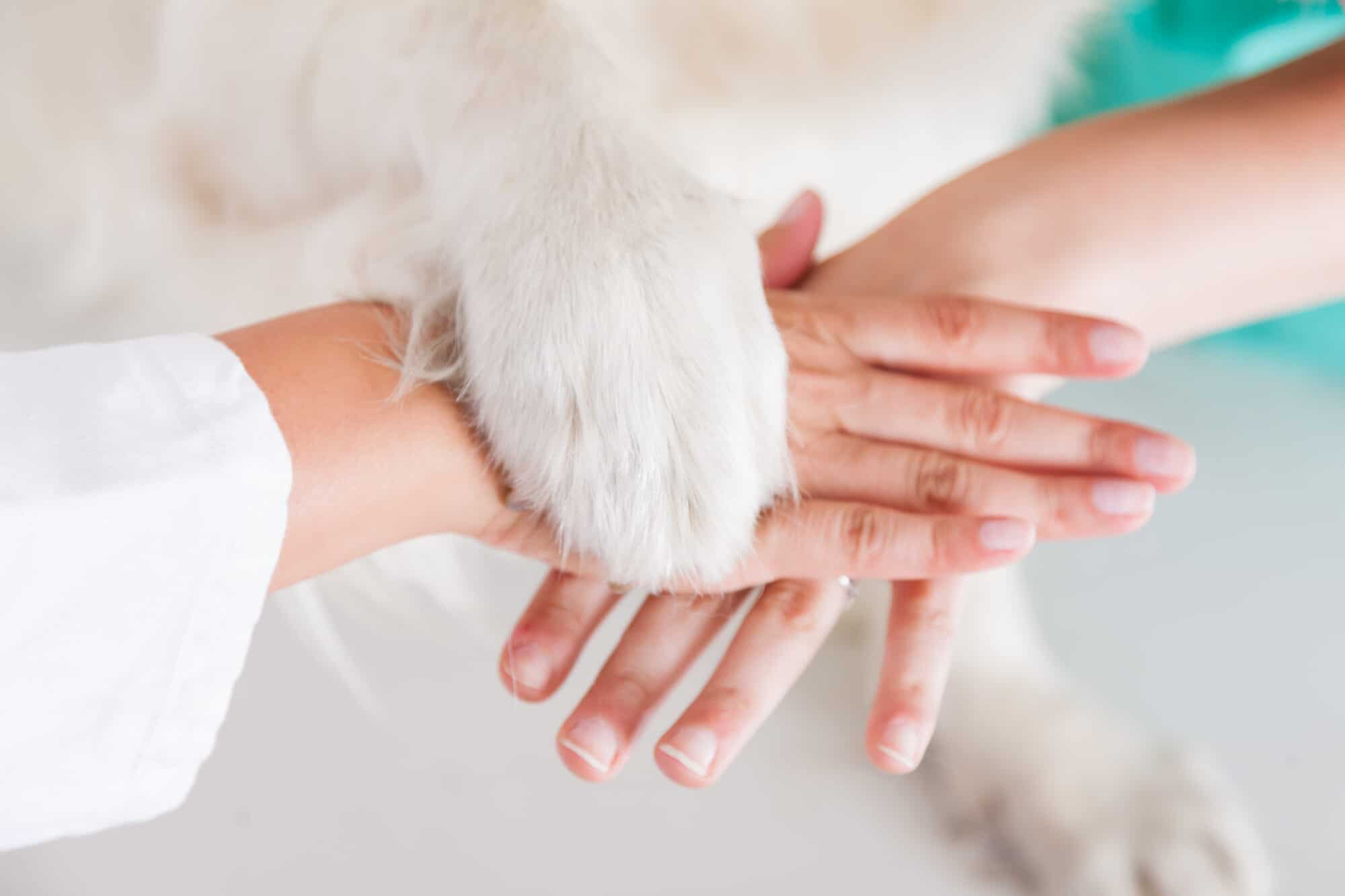 A veterinary team (and a dog) stacking hands.