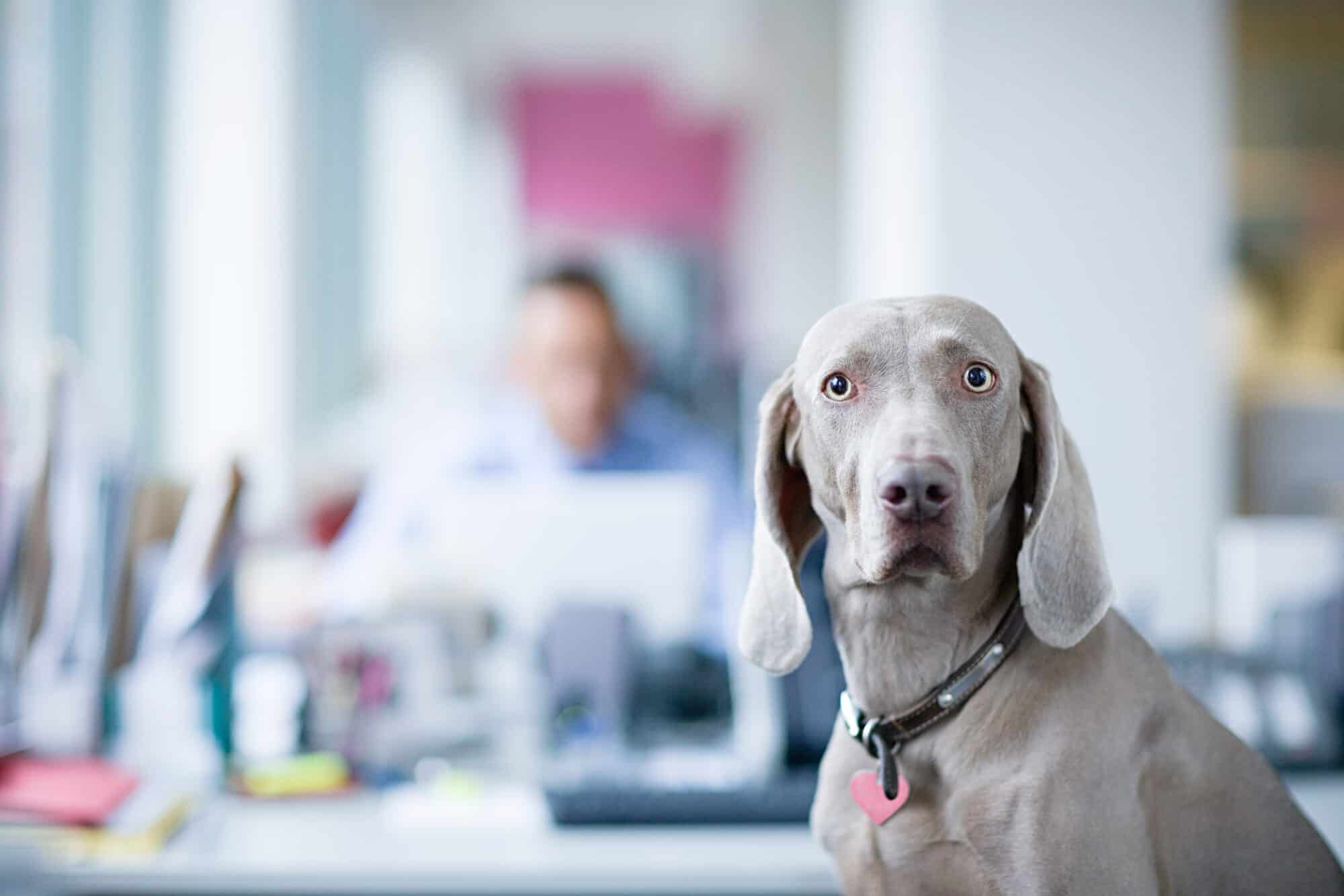 A dog in a veterinary marketing agency office looking at the camera.
