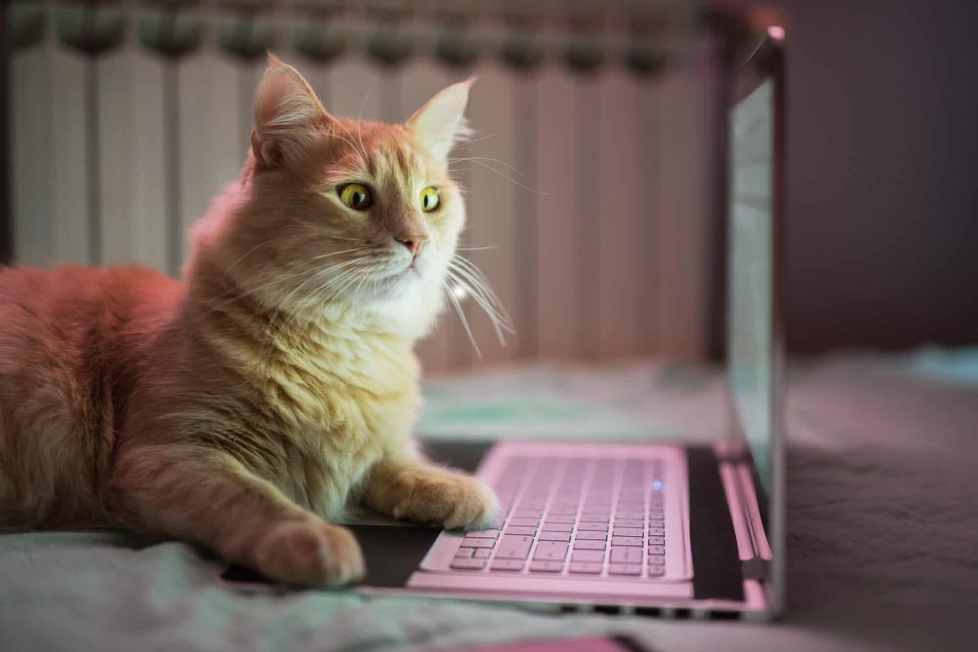 A cat using a laptop to check out a veterinary marketing company.