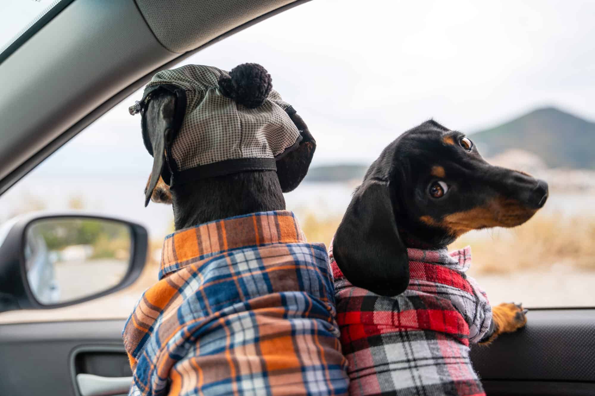 Two dogs looking out the window of a car in similar plaid outfits.