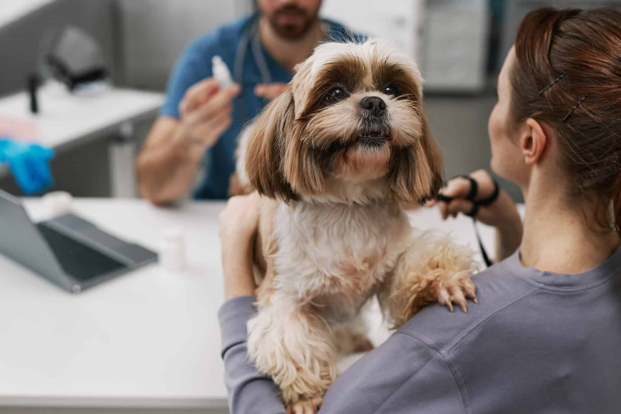 A woman and her dog talking to their veterinarian.
