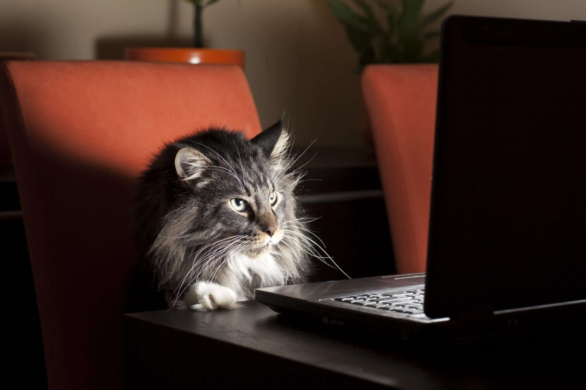 A cat looking at a computer at night.