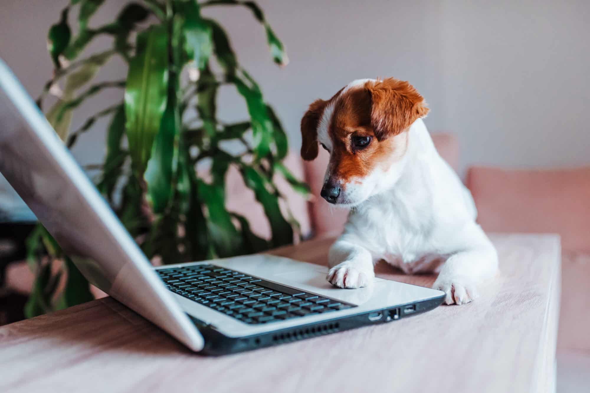 A dog checking out veterinary website tests.