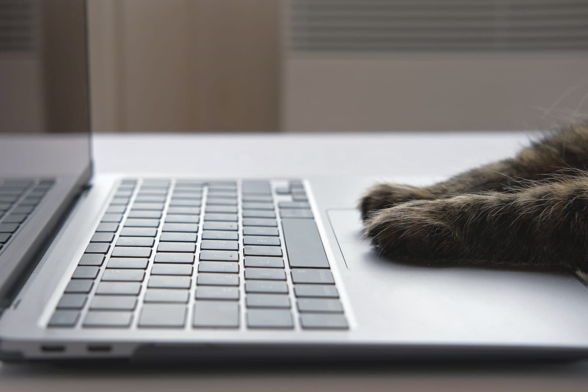 Cat paws on a keyboard.