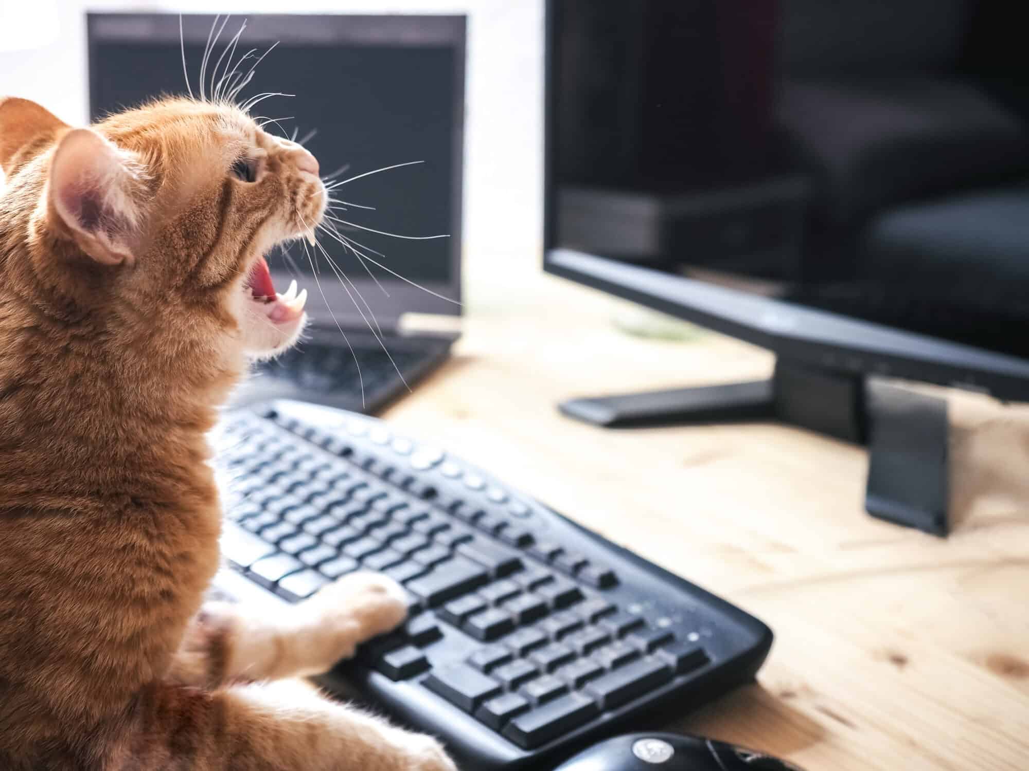 Cat panicking at the computer.