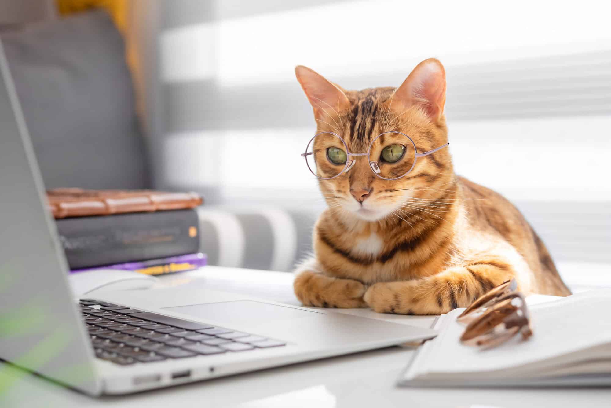 A cat wearing glasses at the computer.