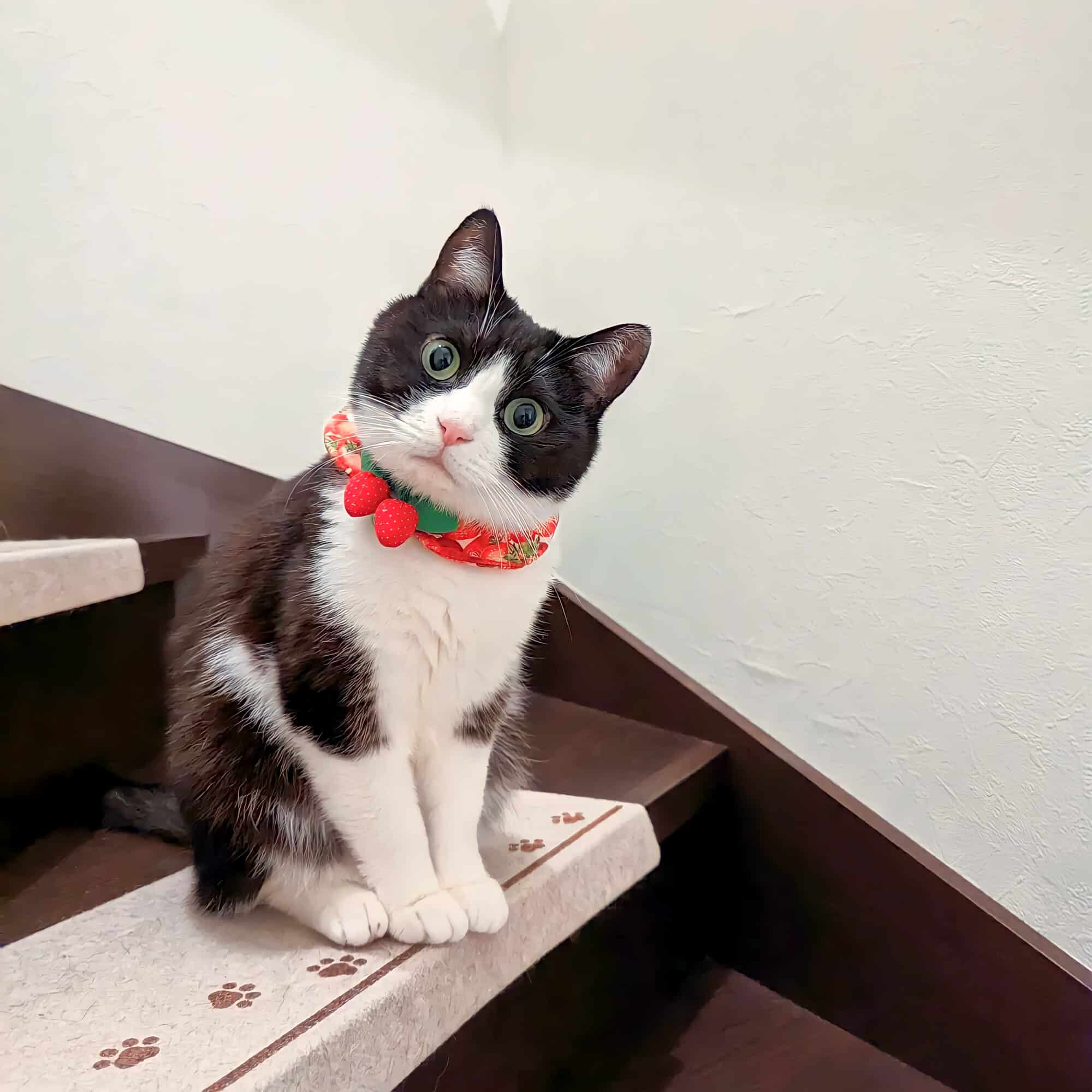 A cat with a strawberry collar.