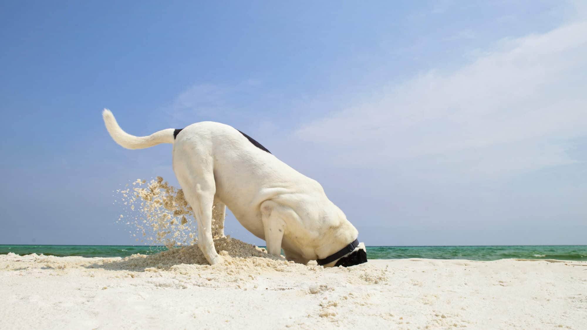 A dog digging in the sand.