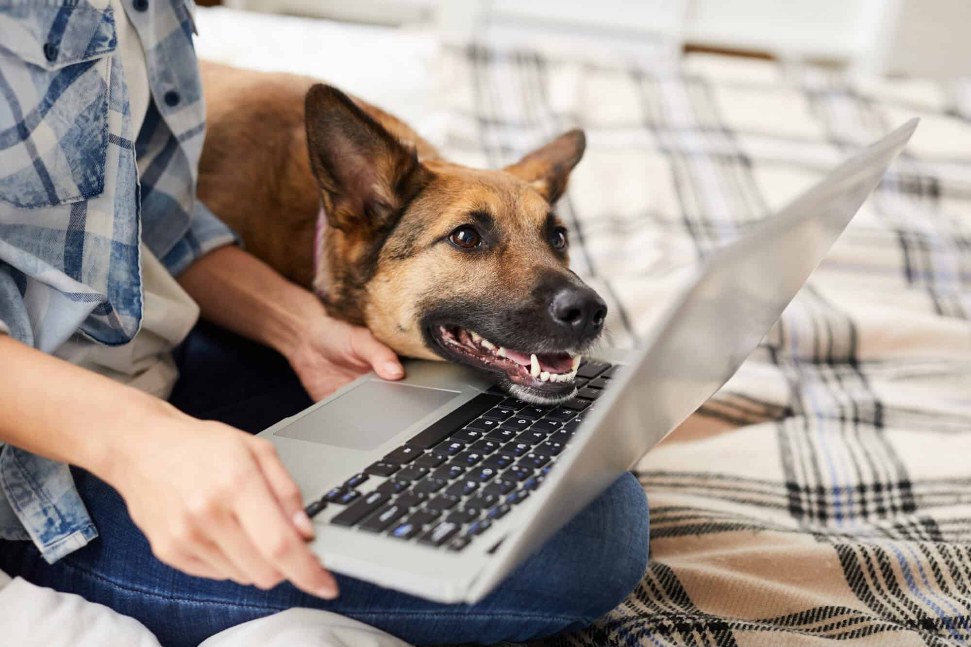 A dog owner and their dog check out website analytics.