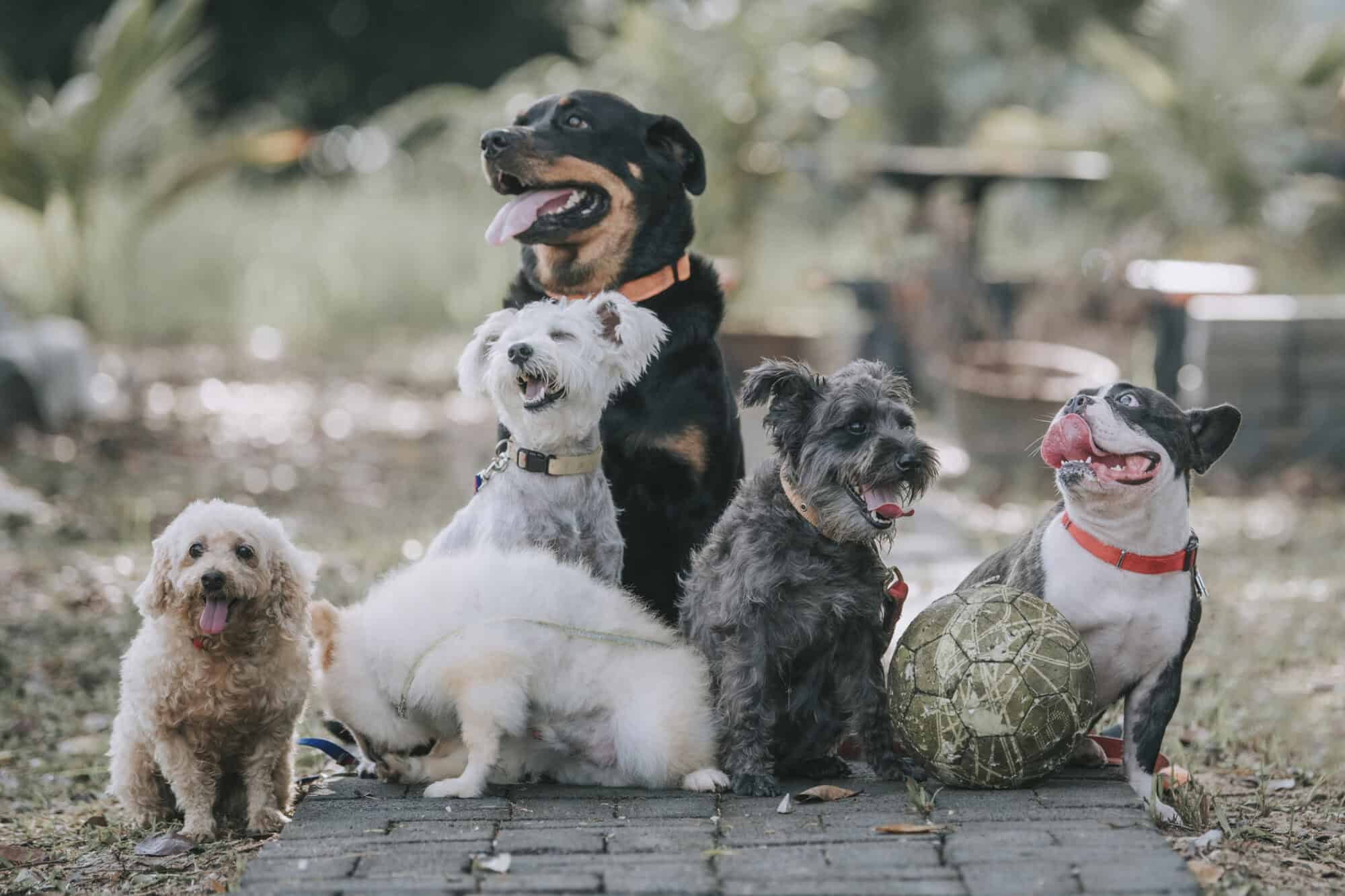A group of dogs.