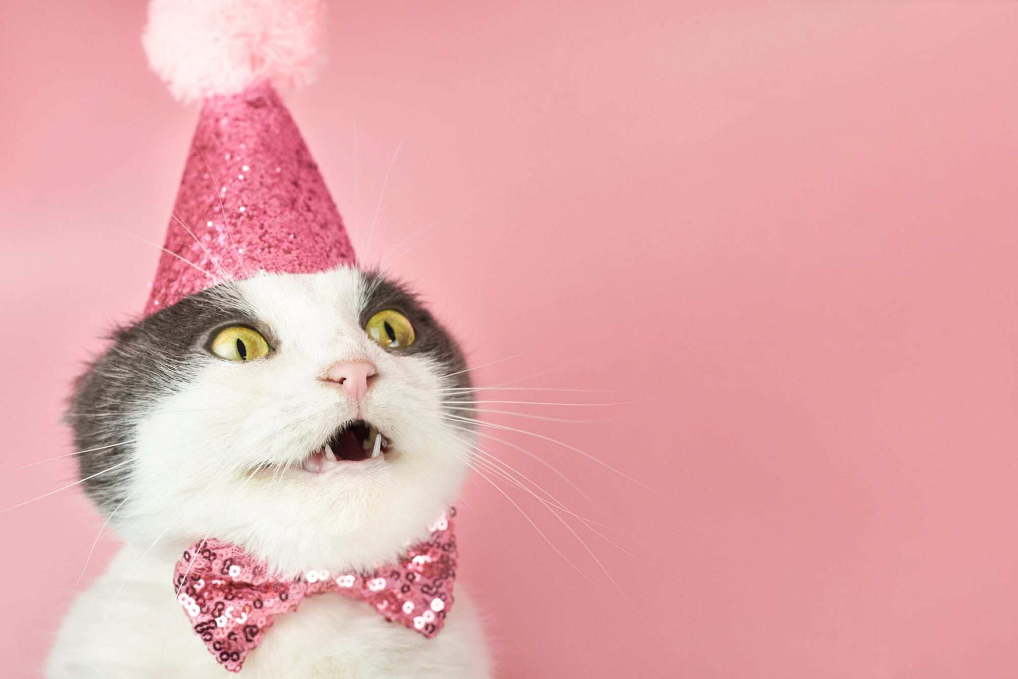 A cat in a party hat looks surprised.