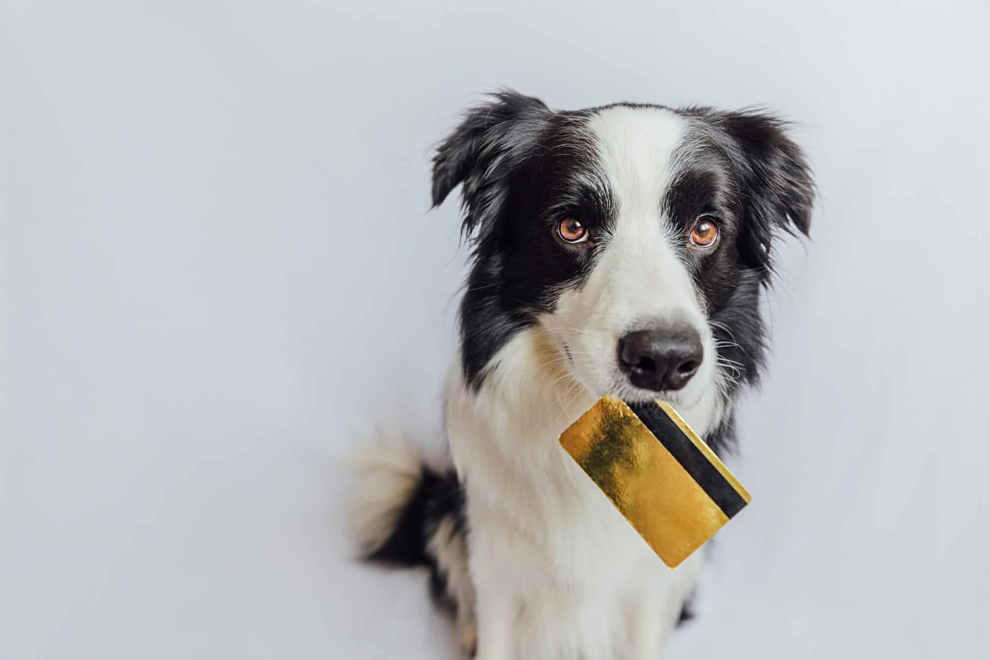 A dog holding a credit card in its mouth.
