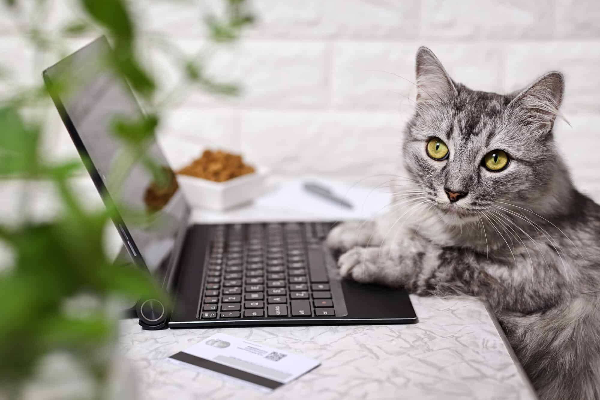 A cat typing on a keyboard.