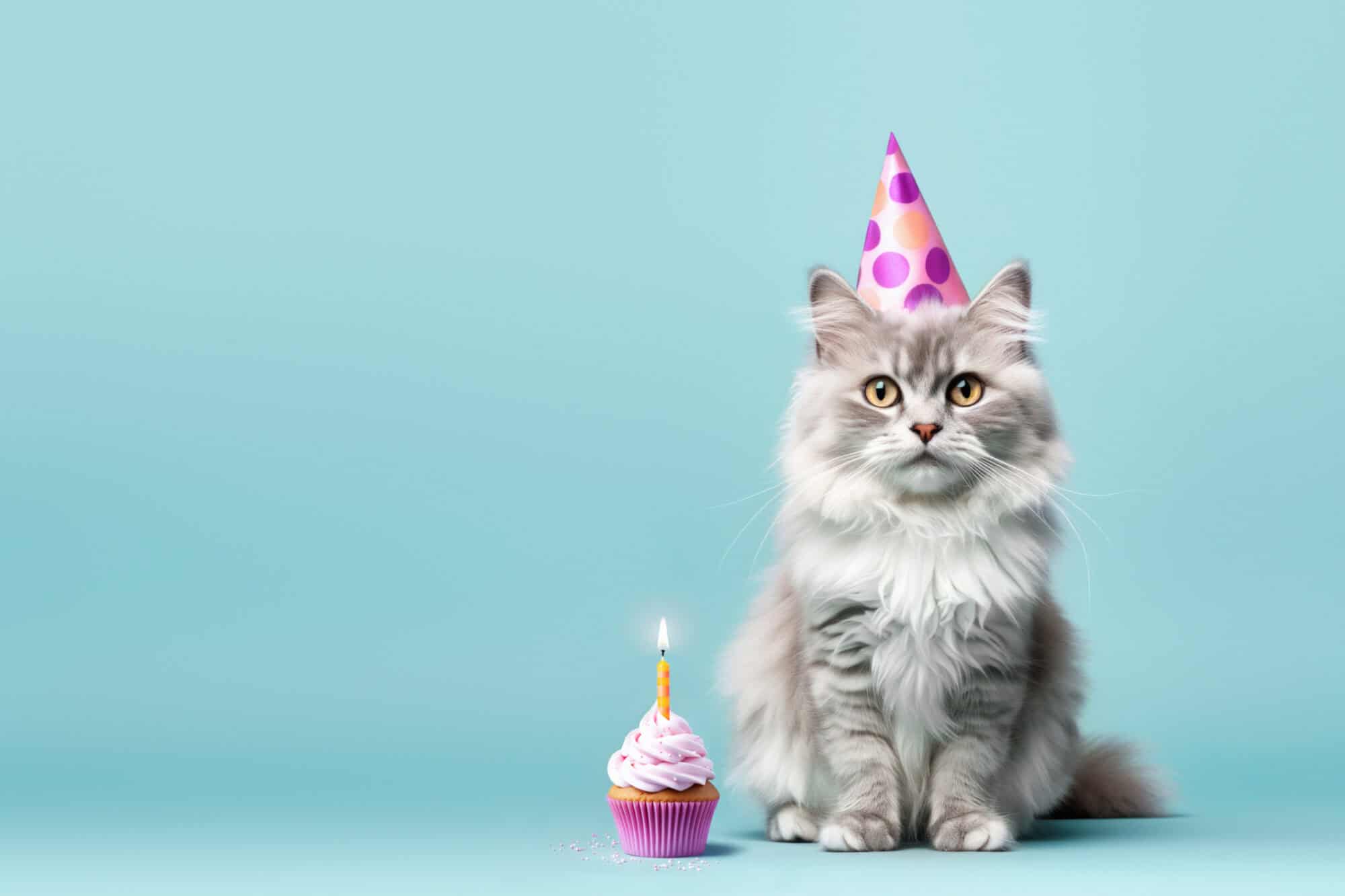 A cat with a party hat and cupcake.