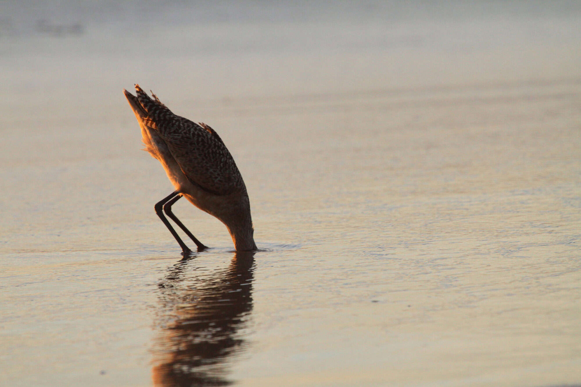 Bird with head in the sand.