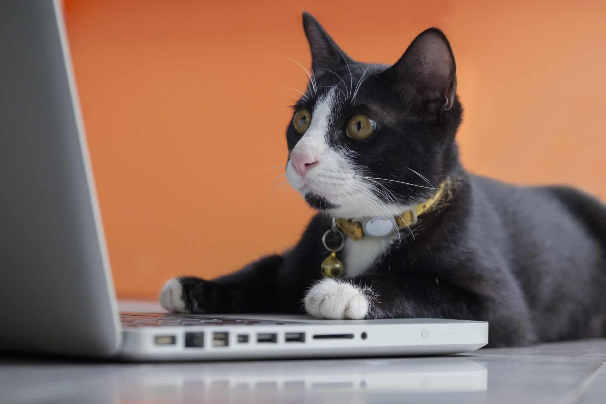 A Tuxedo cat working on a computer.