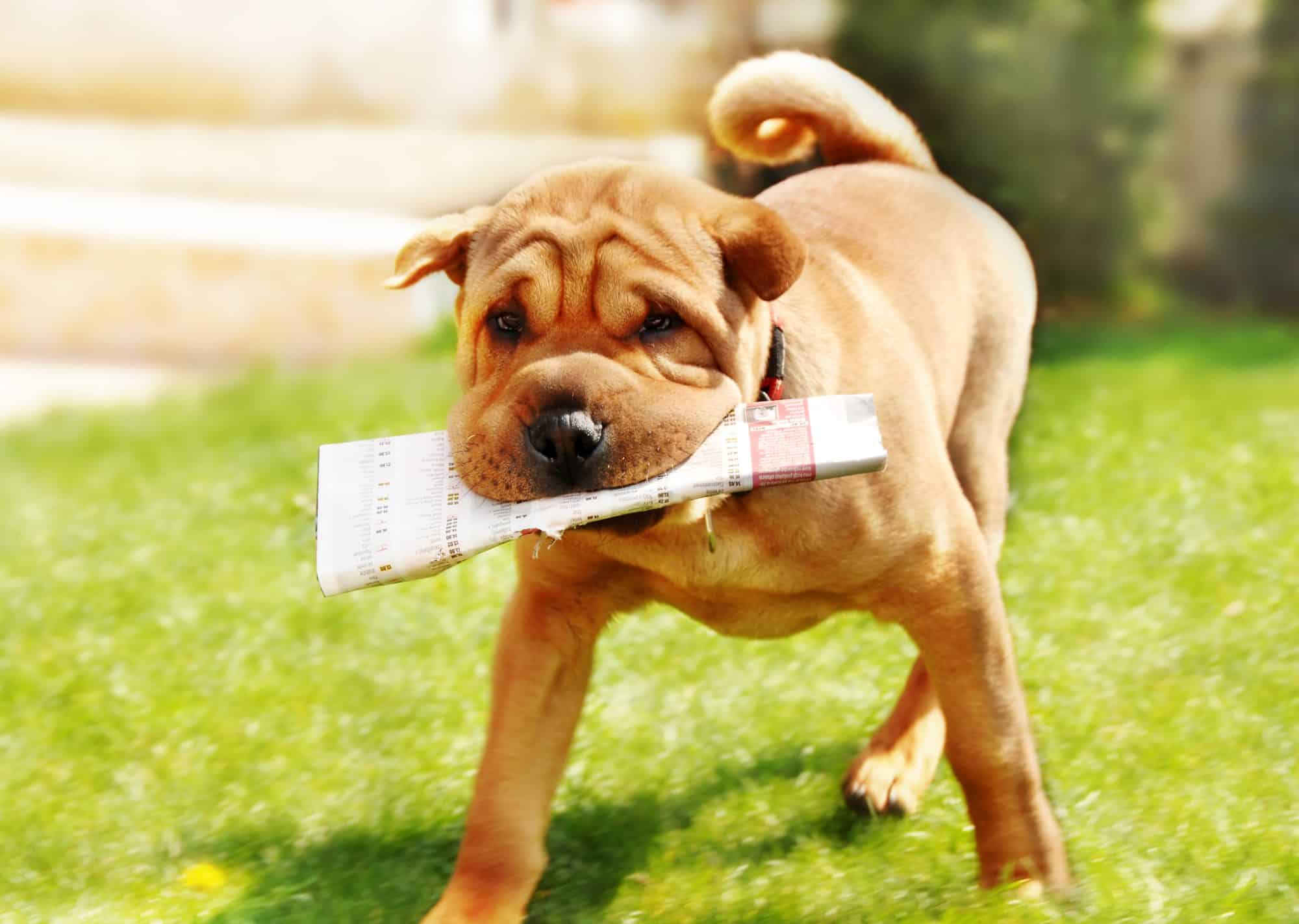 A dog with a newspaper in its mouth.