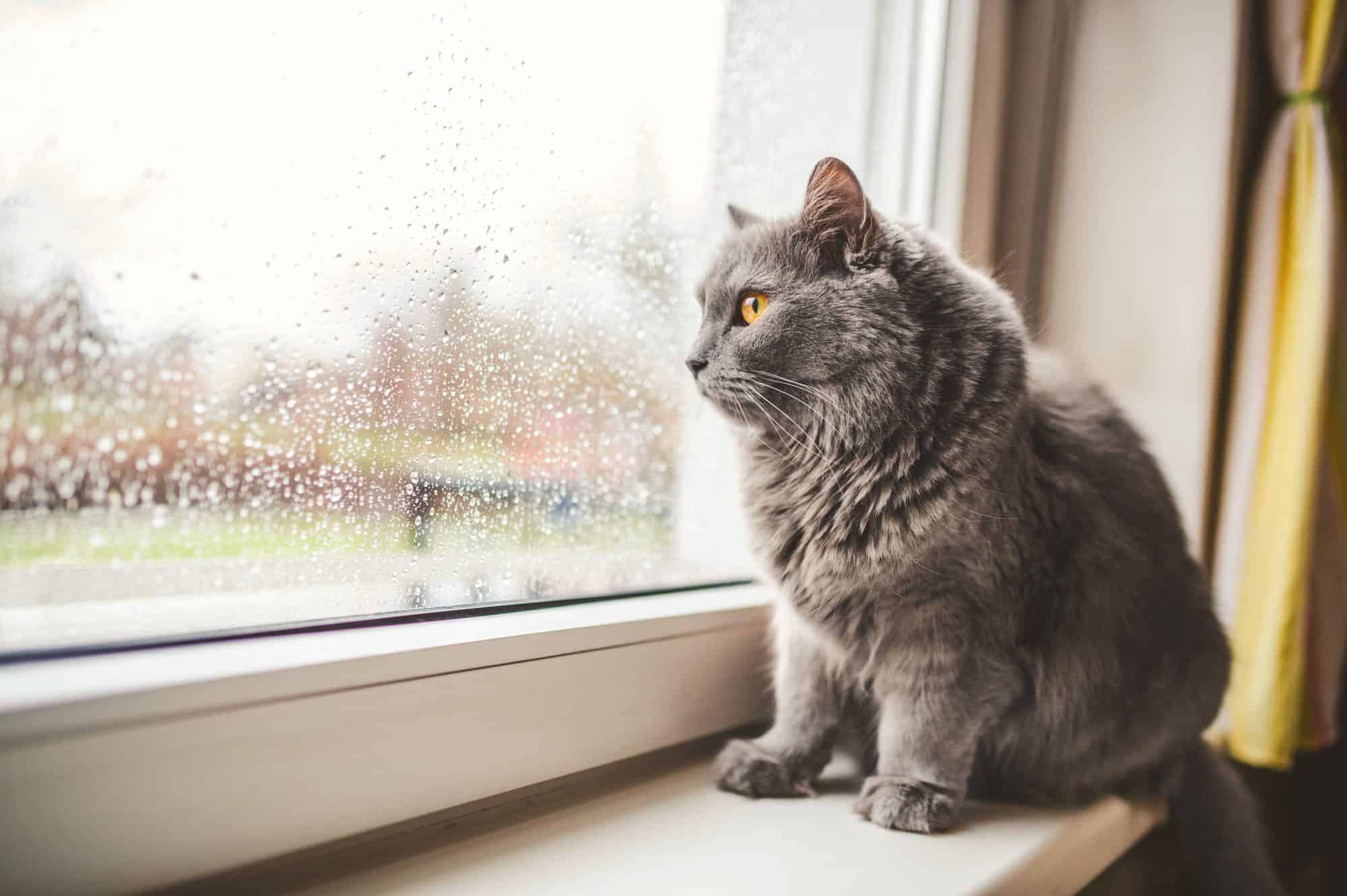 A cat looking out at the rain.