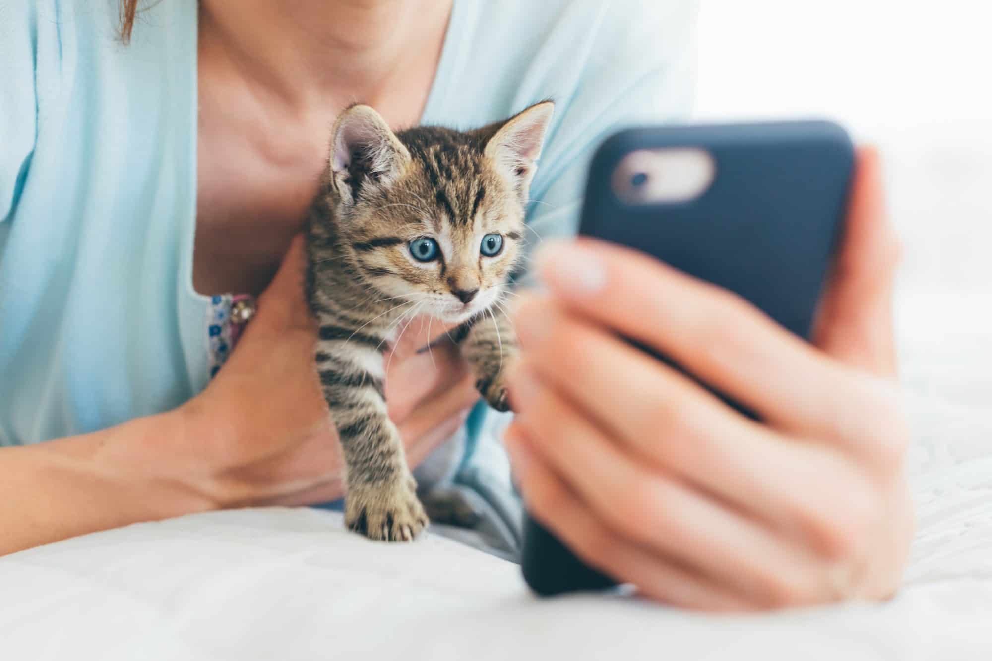A kitten looking at a phone.