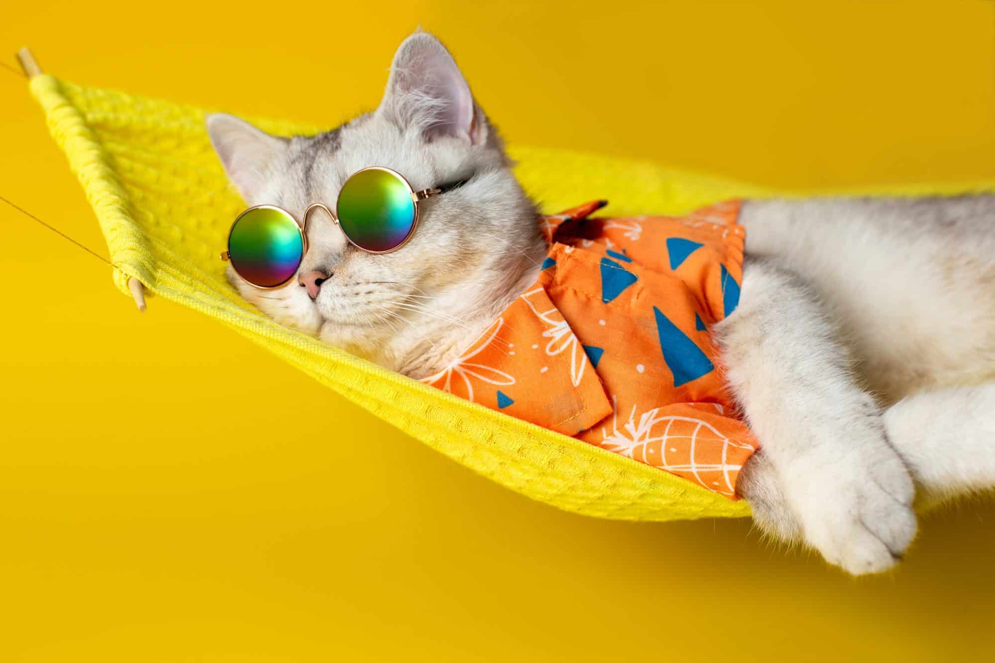 A cat in sunglasses and a Hawaiian shirt lounging on a hammock.
