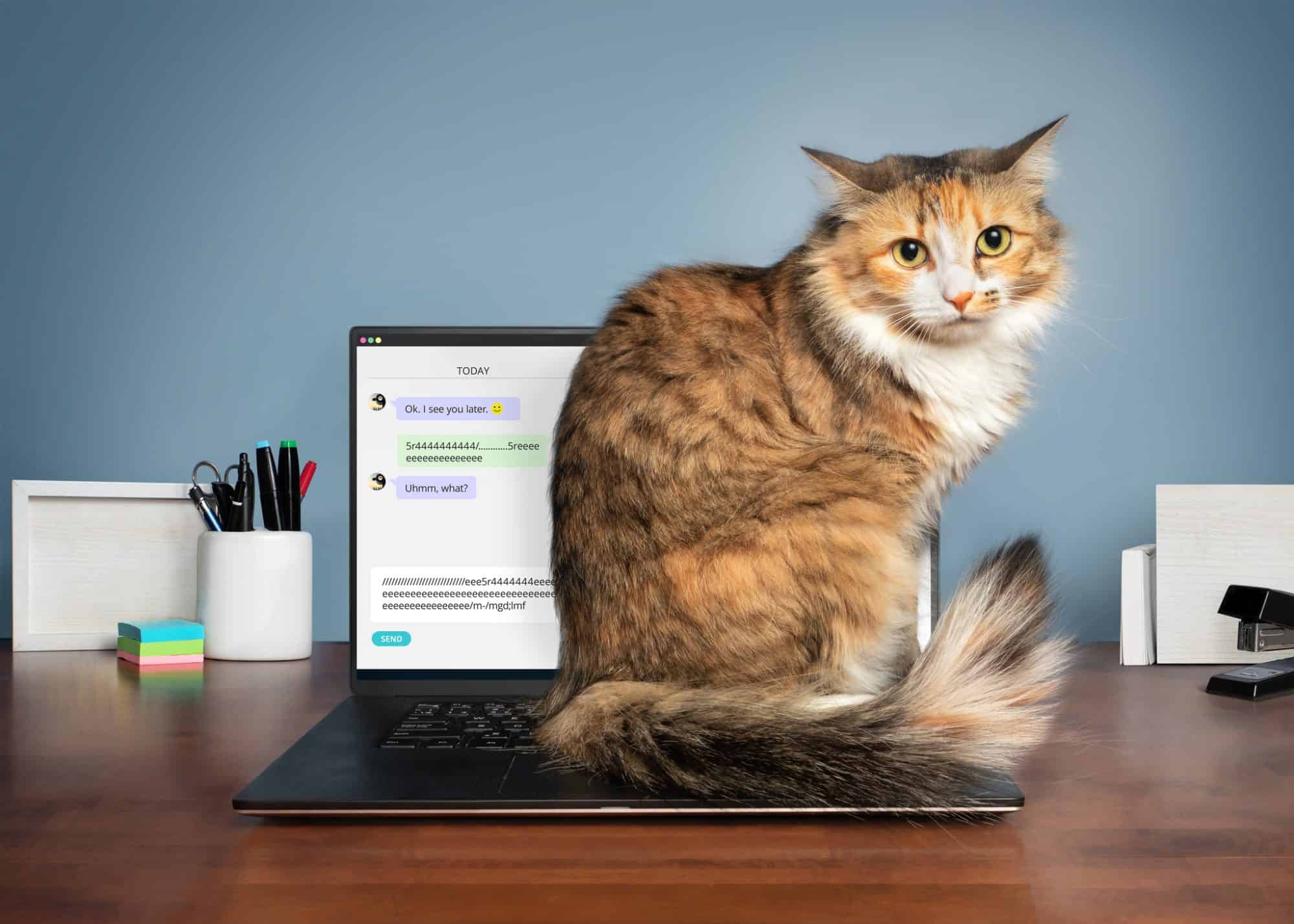 A cat sitting on a computer keyboard.