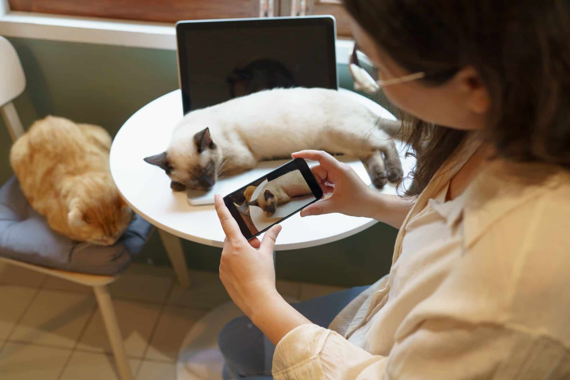A woman taking pictures of her cats.