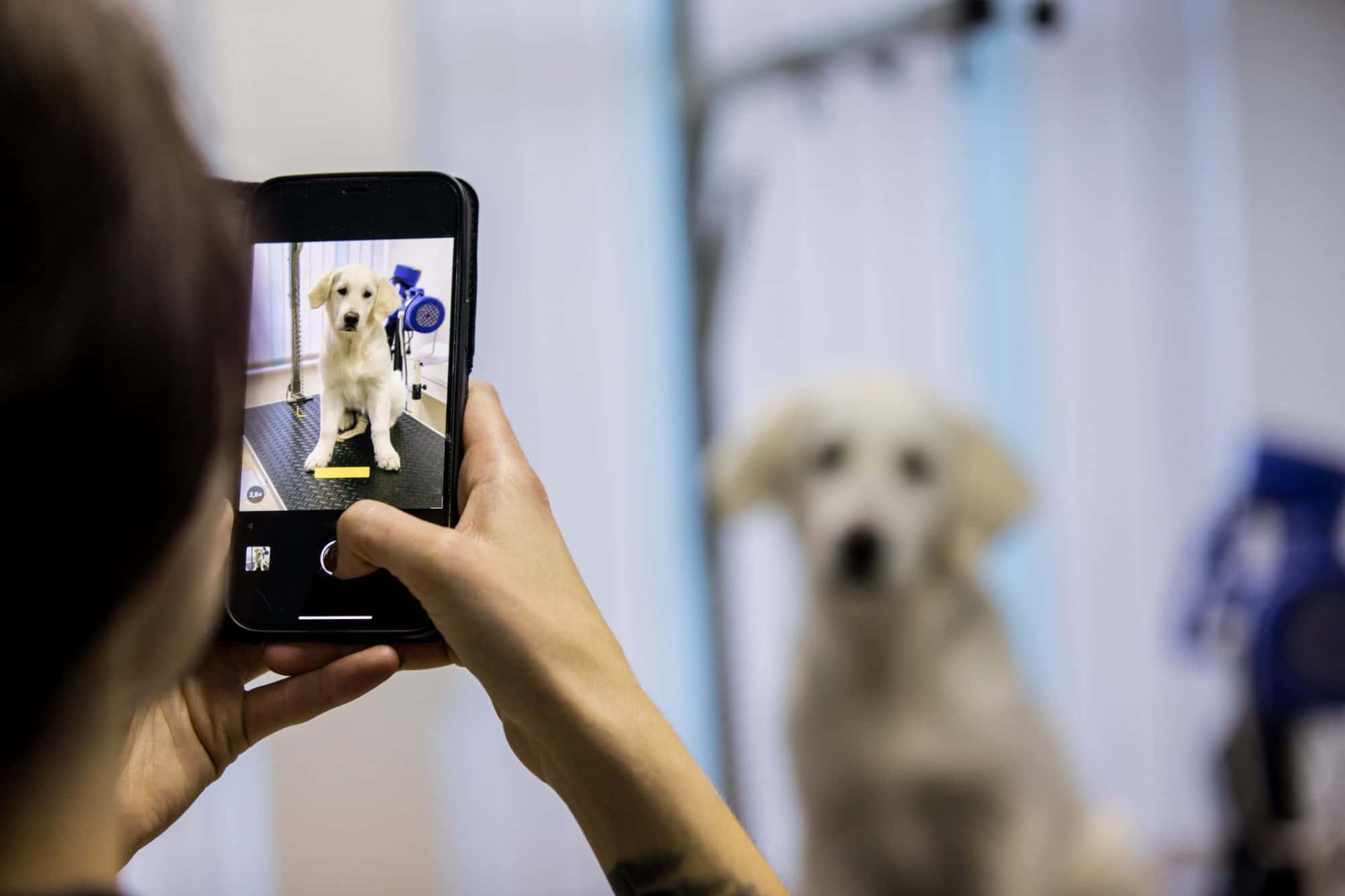 A woman taking a video of a dog for social media.