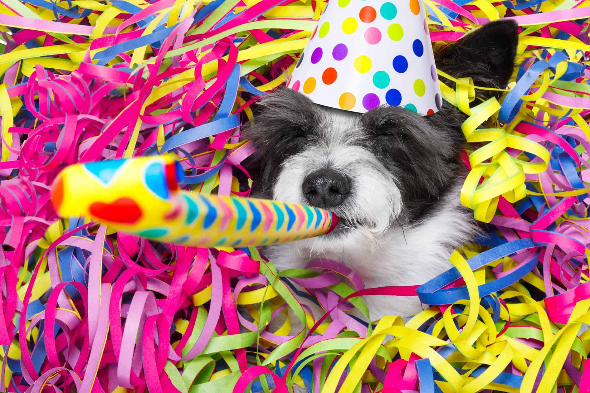 A dog with a party hat and a noise maker.