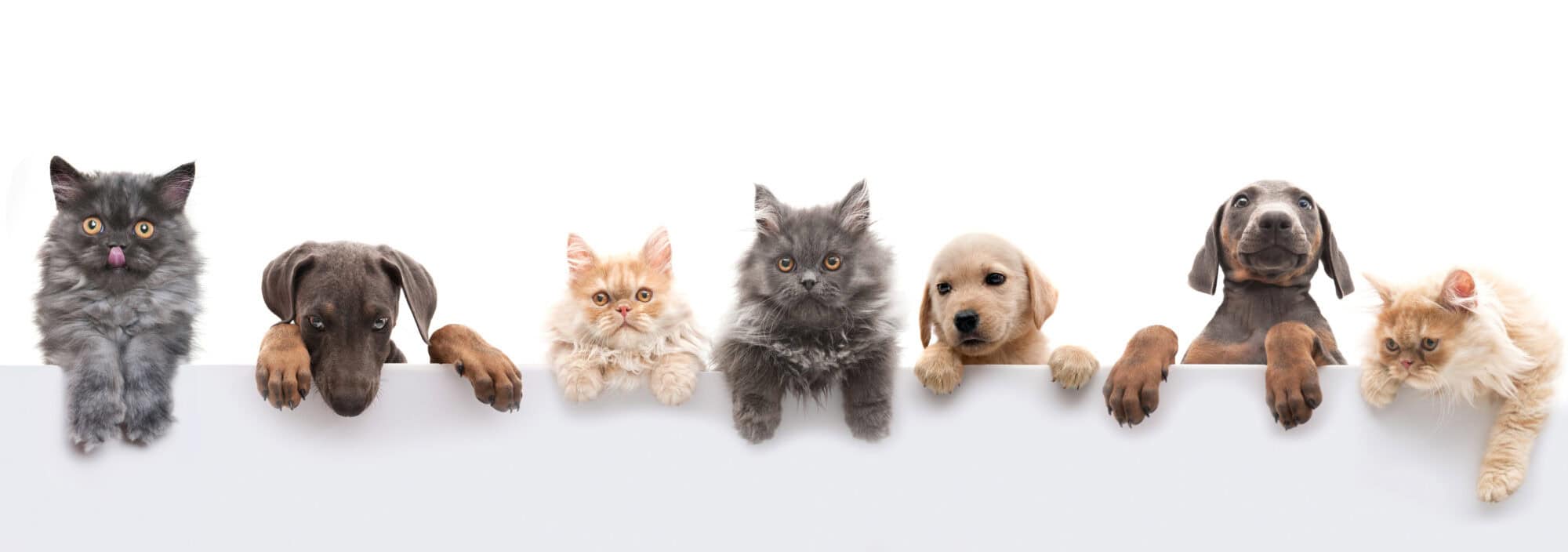 Cats and dogs in a line.