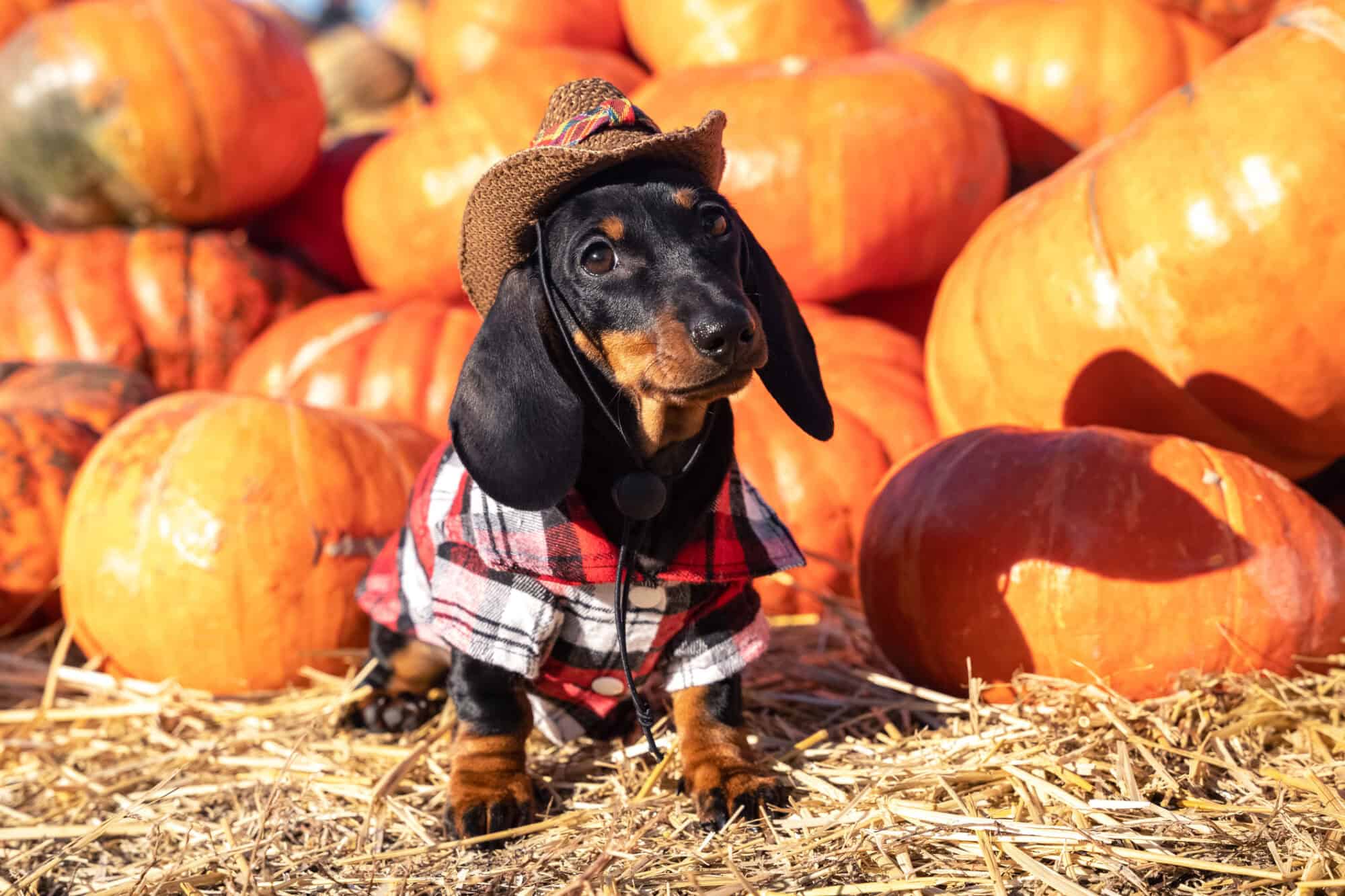 Daschund in a pumpkin patch dressed like a cowboy.