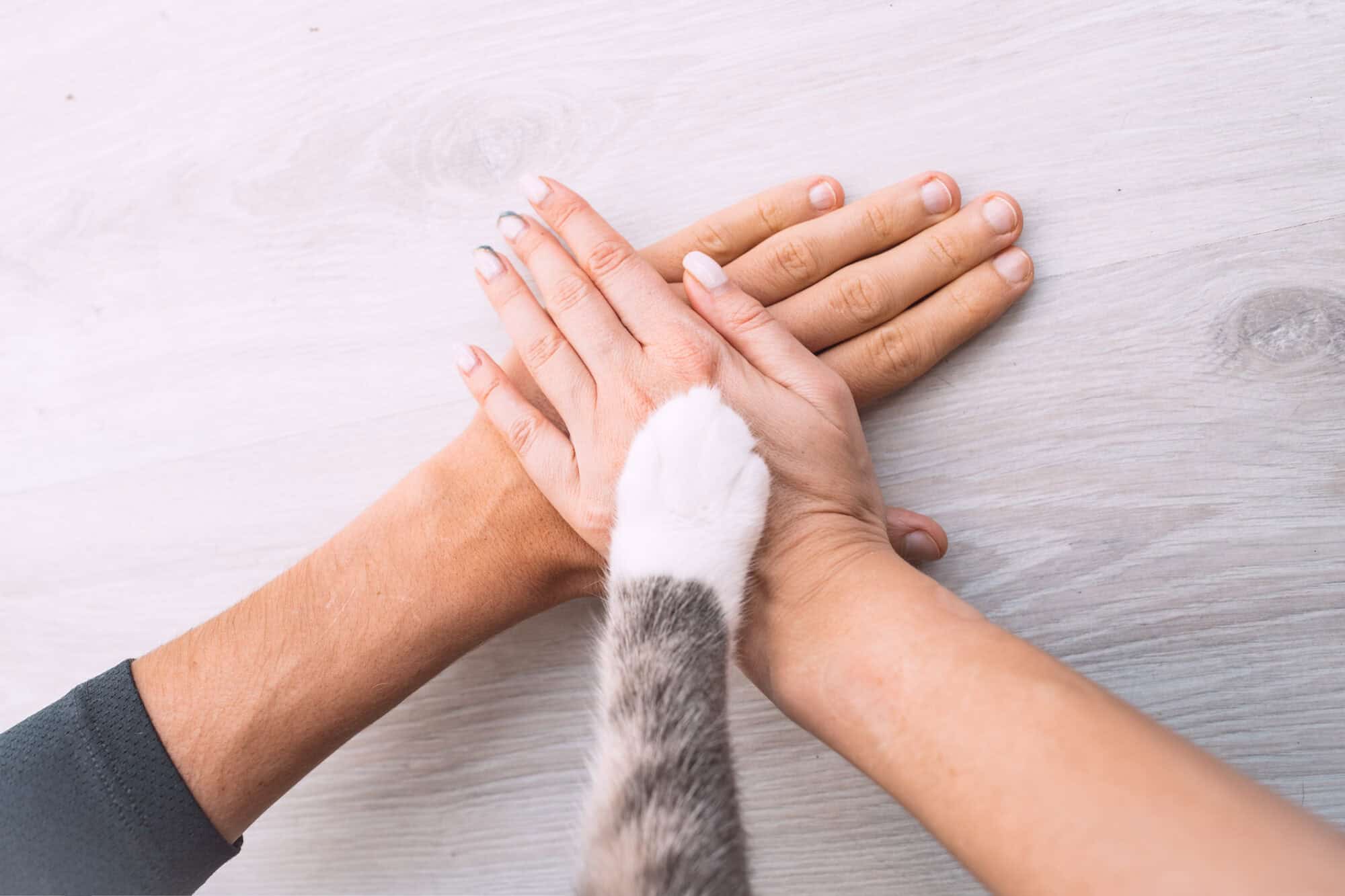 Veterinary marketing partner represented by two hands and a cat paw.