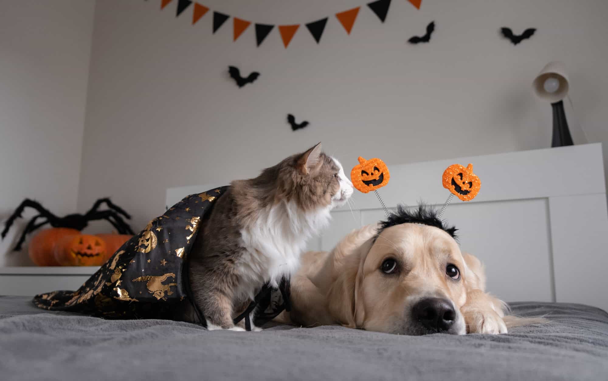 A dog and cat ready for Halloween.