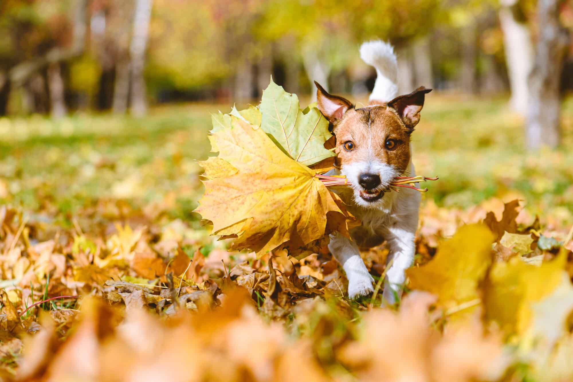 A dog running with leaves in his mouth.