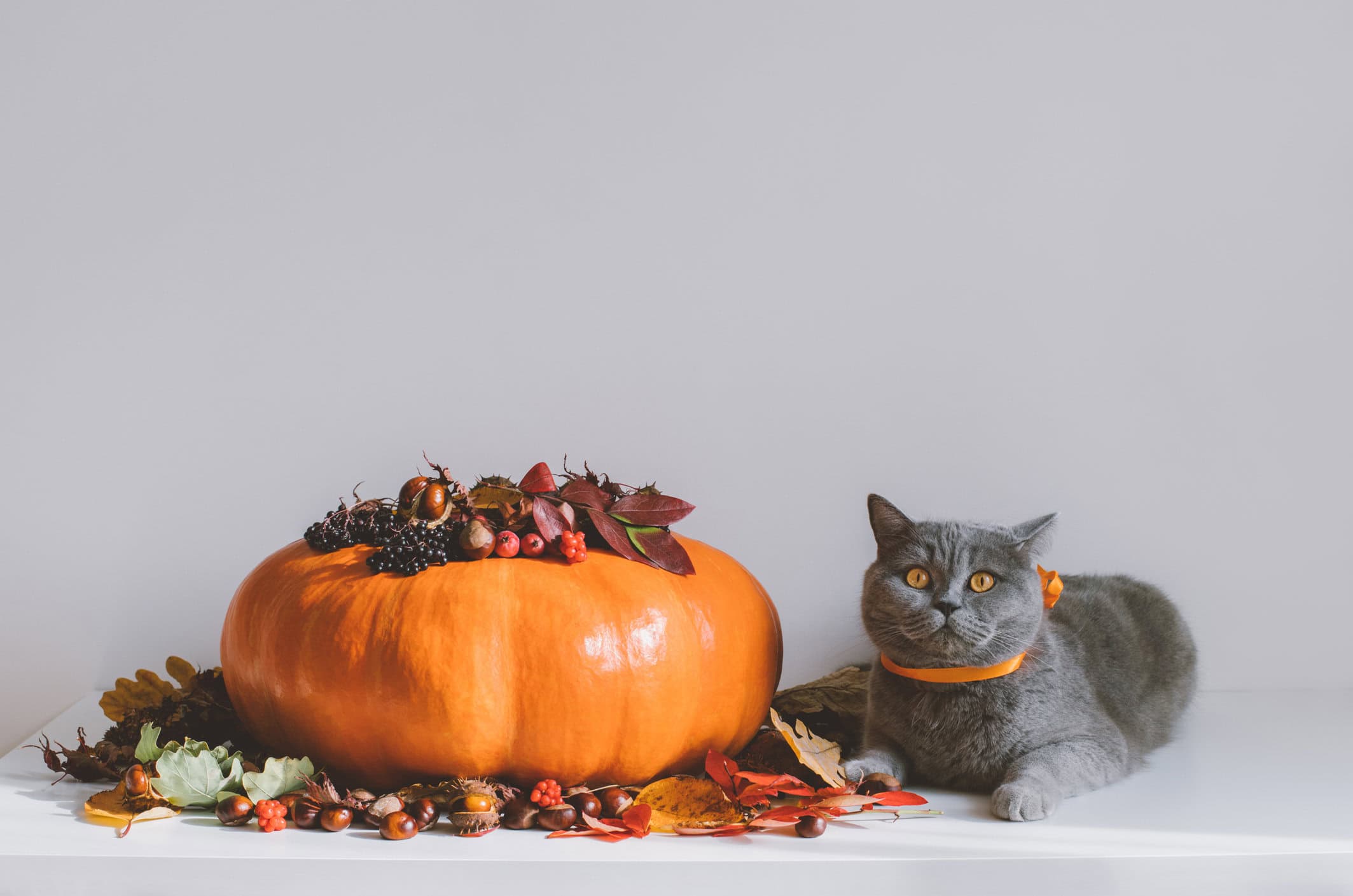 November Pets November Social Media Ideas for Vet Practices | Beyond Indigo Pets