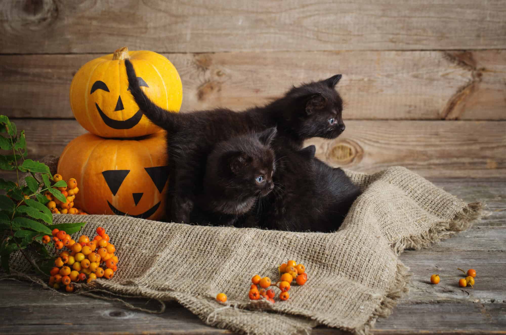 Three black kittens next to some pumpkins.
